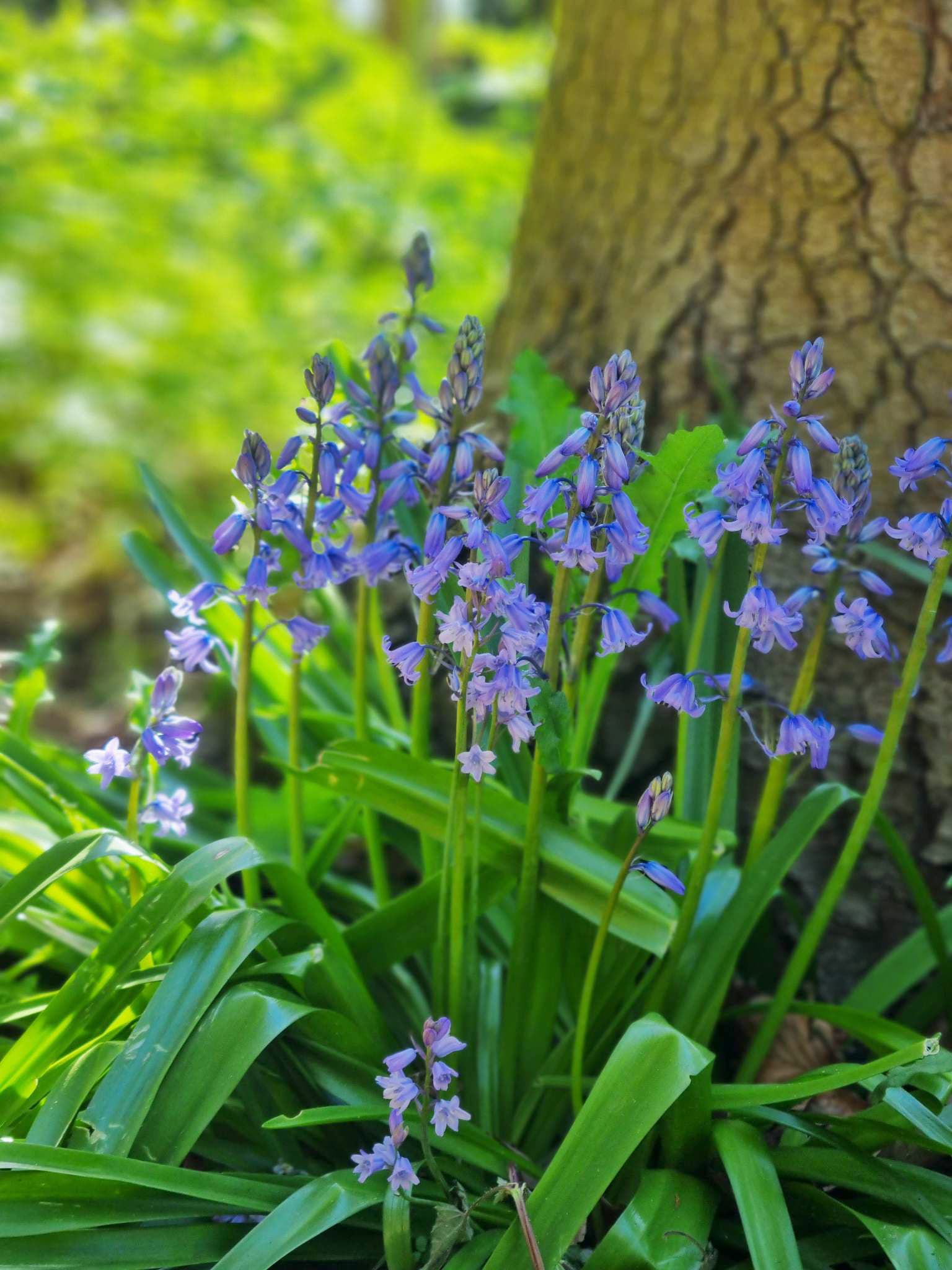 A picture of some lilacs next to a tree.